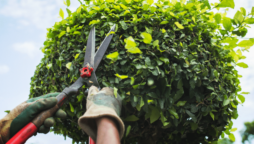 The Importance of Pruning & Trimming